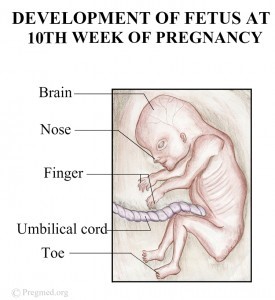 10 Weeks Pregnancy Image