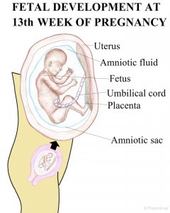 Fetal Development at Pregnancy - Week 13